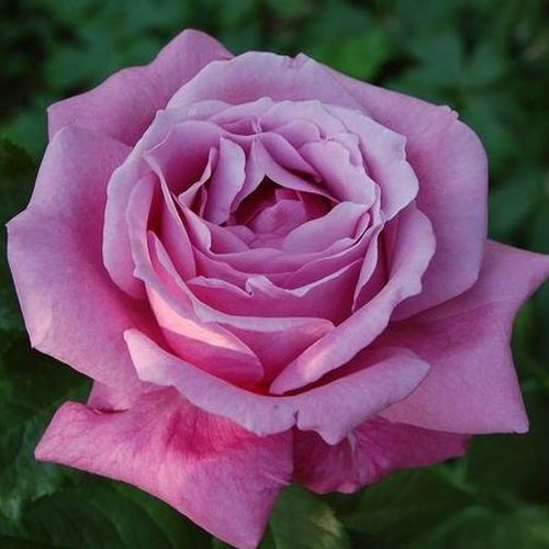 Violeta malva-púrpura - Árbol de Rosas Floribunda - rosal de pie alto- forma de corona tupida